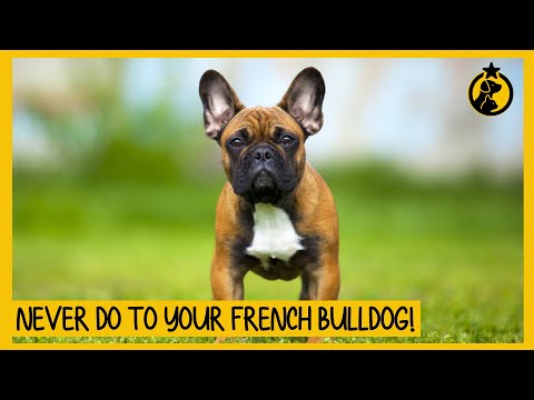 5 Things You Must Never Do to Your French Bulldog