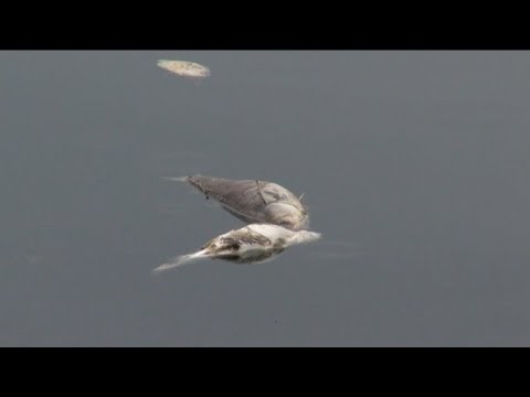 Marco Island leaders to discuss red tide solution as bloom plagues beaches