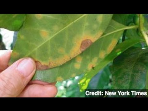 Coffee Leaf &#039;Rust&#039; Threatens Coffee Crop