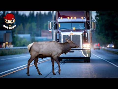 Tragic! 25 Crashes Involving Invasive Species| Shocking Roadside Animal Accidents Caught on Camera